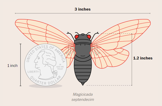 cicada