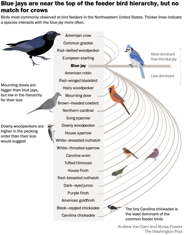bird heirarchy